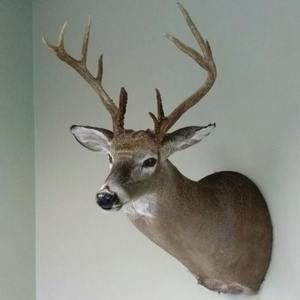 Meet your Posher, Jody